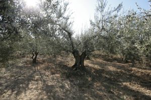 Magrille Olive Oil