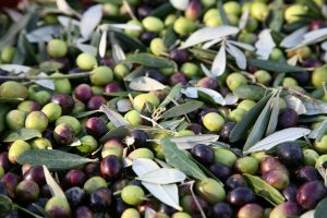 Tuscan Olive Harvest